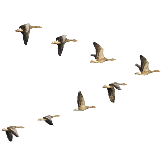 Migrate Geese